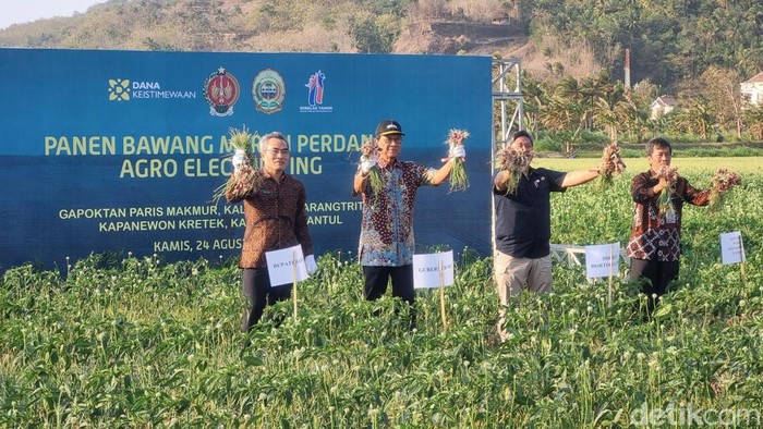 Suasana panen bawang merah perdana agro electrifying di Kalurahan Parangtritis, Kapanewon Kretek, Kabupaten Bantul, Kamis (24/8/2023).