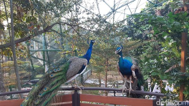 Wajah baru TMII, ada galeri seni hingga taman burung