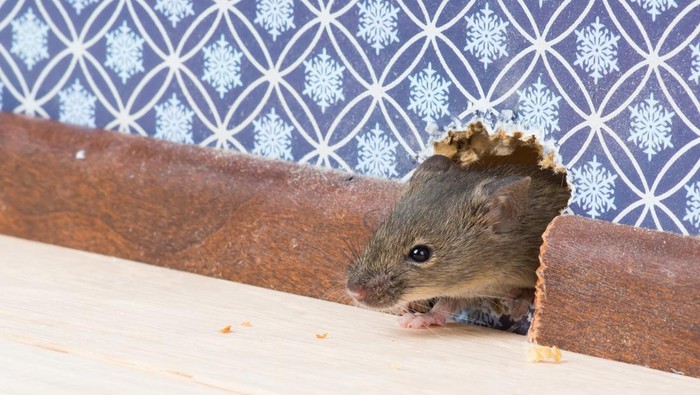 Vulgaris house mouse (Mus musculus) gets into the room through a hole in the wall