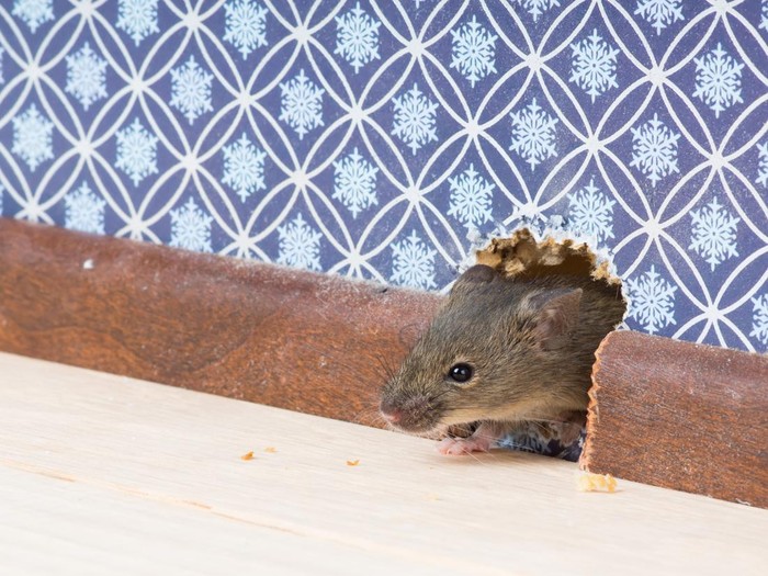 Vulgaris house mouse (Mus musculus) gets into the room through a hole in the wall