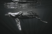 Black and White Photo Awards 2023