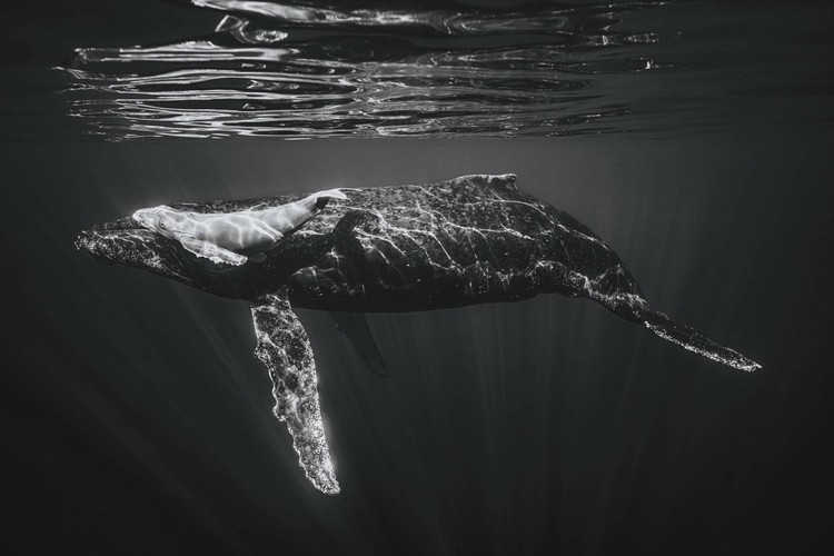Black and White Photo Awards 2023