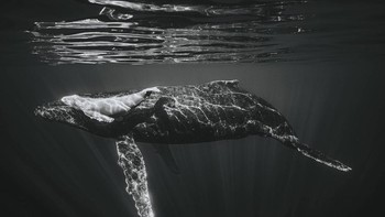 Pemenang kedua kategori Fauna and Flora diraih Ricardo Nascimento Foto: Black and White Photo Awards