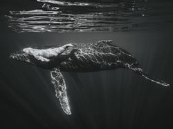 Jawara Kontes Foto Hitam Putih yang Mengesankan