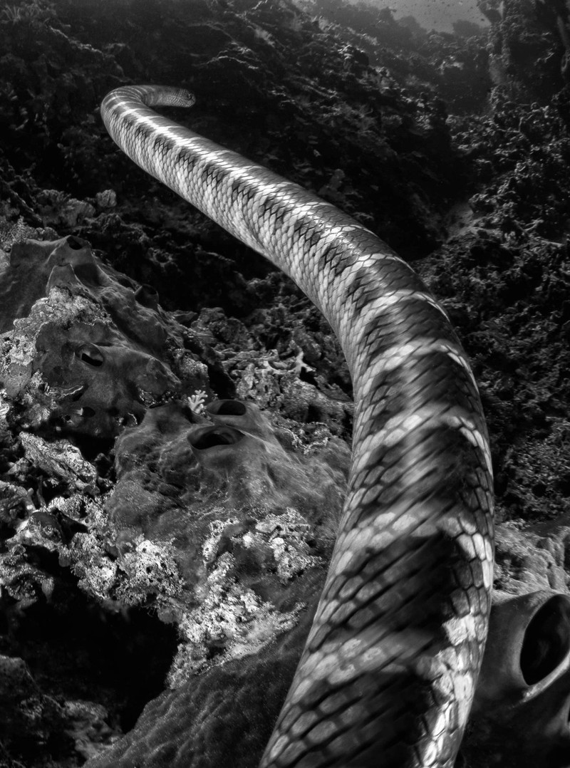 Black and White Photo Awards 2023