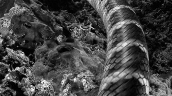 Golden Mention Flora and Fauna diraih Lars Oliver Michaelis Foto: Black and White Photo Awards