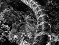 Jawara Kontes Foto Hitam Putih yang Mengesankan