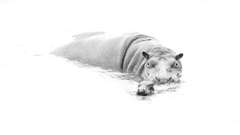 Finalis karya Lurdes Santander Foto: Black and White Photo Awards