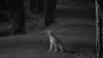 Finalis Ashane Marasinghe Foto: Black and White Photo Awards