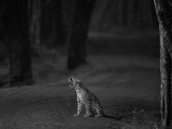 Jawara Kontes Foto Hitam Putih yang Mengesankan