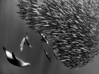 Black and White Photo Awards 2023
