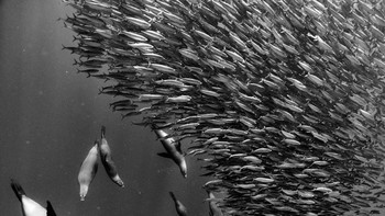 Pemenang kategori Fauna and Flora diraih Arturo de Frias Marques Foto: Black and White Photo Awards