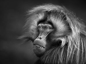 Jawara Kontes Foto Hitam Putih yang Mengesankan