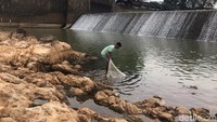 Sementara itu, Rahmat, Humas Balai Besar Wilayah Sungai (BBWS) Citanduy, membenarkan sejak beberapa hari lalu kondisi debit air Sungai Citanduy menyusut akibat kemarau. 