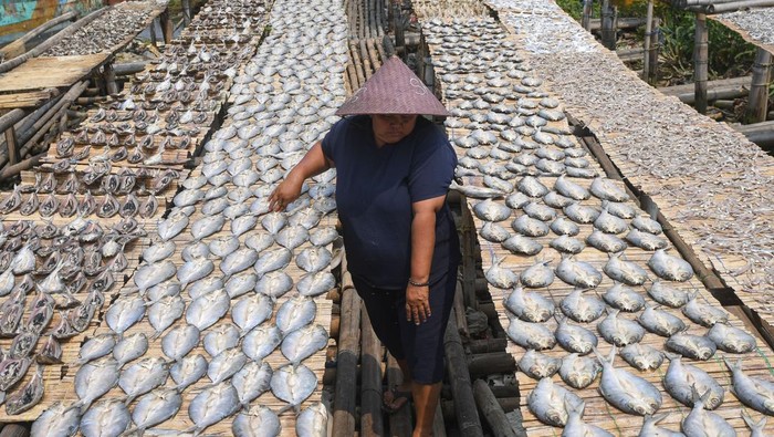 Warga menjemur ikan-ikan untuk diolah menjadi ikan asin di Muara Angke, Jakarta, Jumat (25/8/2023). Kementerian Kelautan dan Perikanan (KKP) berupaya meningkatkan kualitas mutu, produk dan nilai tambah hasil perikanan melalui strategi hilirisasi industri pengolahan perikanan. ANTARA FOTO/Aditya Pradana Putra/aww.