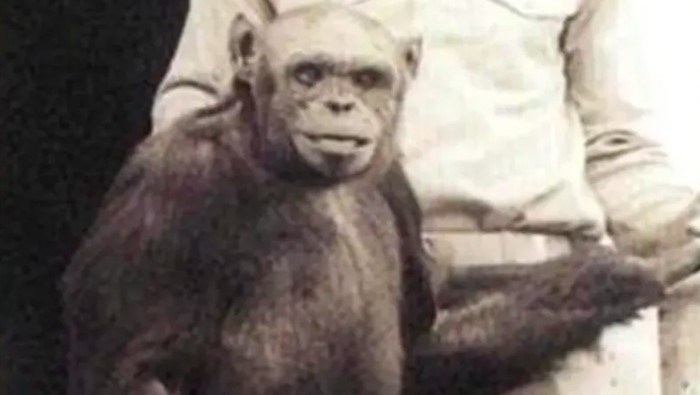 Ilustrasi hibrida manusia-simpanse