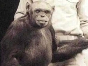 Kisah Ilmuwan Rusia Coba Buat Hibrida Manusia-Simpanse, Idenya Biadab