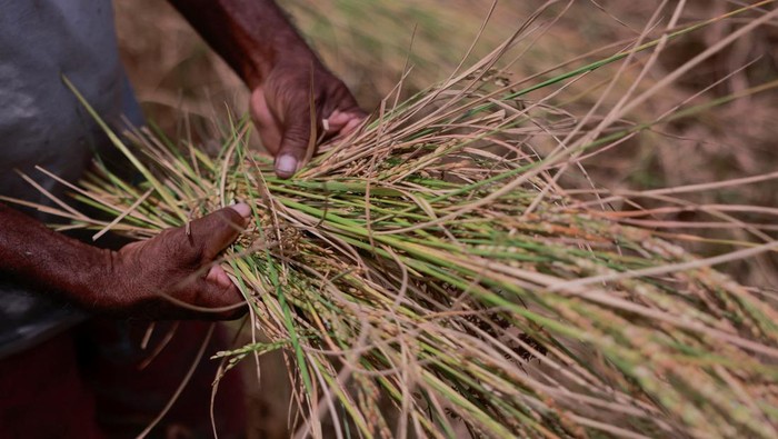 H.J.M Seneviratne, 63, shows the yellow paddy stems crisped by drought at his paddy field in Anamaduwa, Sri Lanka August 20,2023. REUTERS/Dinuka Liyanawatte