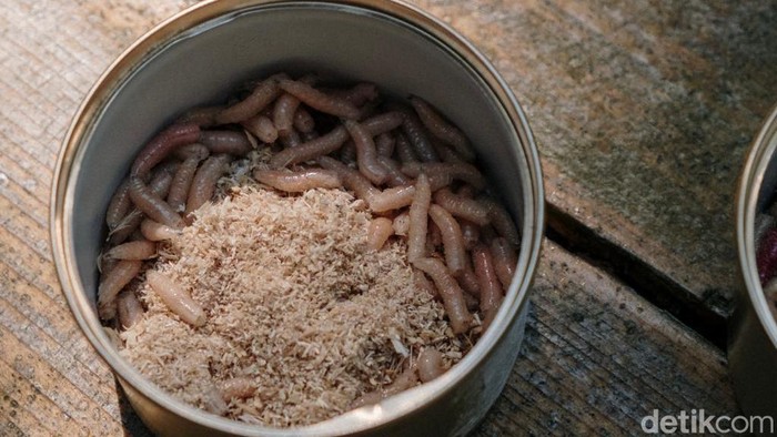 Larva magot
