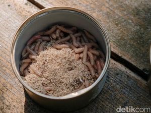 Kenali Magot, Larva Ajaib Pembuka Peluang Usaha