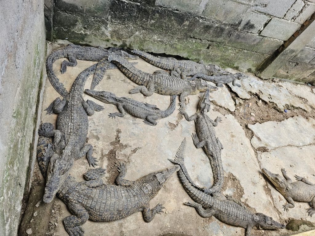Penangkaran buaya ilegal di Ogan Komering Ilir.