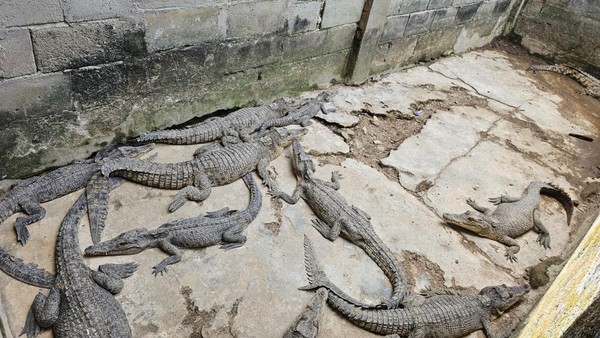 Kondisi Penangkaran Ilegal 58 Buaya di Tengah Permukiman Warga
