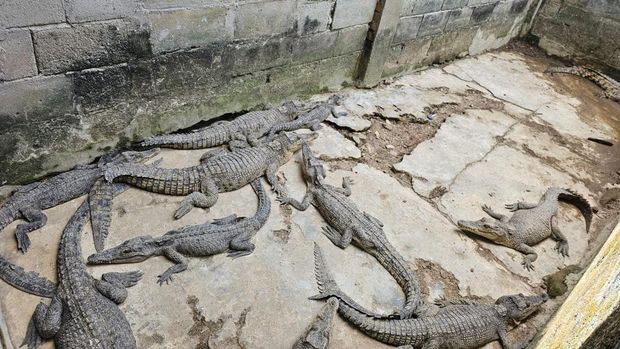 Penangkaran buaya ilegal di Ogan Komering Ilir.