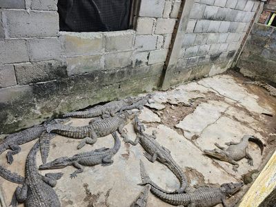 Kondisi Penangkaran Ilegal 58 Buaya di Tengah Permukiman Warga