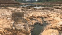 Sejumlah warga memanfaatkan kondisi Sungai Citanduy yang menyusut dengan berbagai aktivitas. Mulai dari memancing, menangkap ikan dengan jala hingga dipakai berenang oleh anak-anak. 