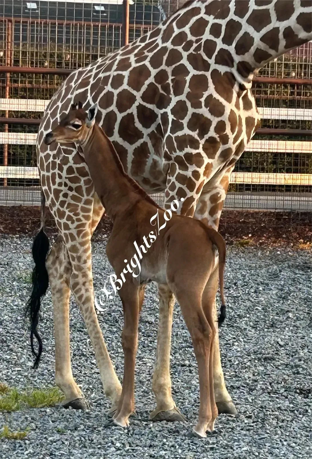 Sebuah kebun binatang di Tennessee merayakan kelahiran jerapah langka yang tidak berbintik, namun kurangnya tambalan dapat membahayakan peluangnya untuk bertahan hidup. (Dok. brightszoo)