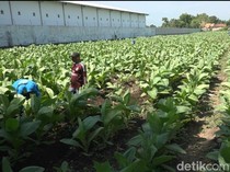 Petani Tembakau di Probolinggo Keluhkan Gudang Besar yang Belum Buka