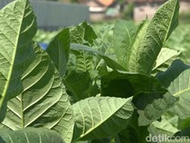 Petani Semringah Hasil Panen Tembakau Lebih Bagus Dari Tahun Lalu
