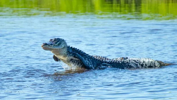 Aligator layaknya lumba-lumba