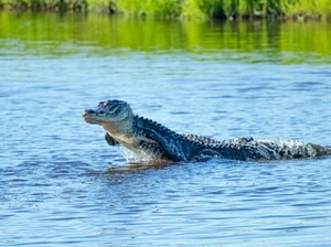 Unik dan Langka! Fotografer Abadikan Aligator Berenang Bak Lumba-lumba