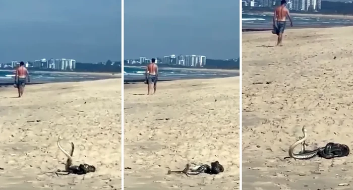Duel Ular di pantai