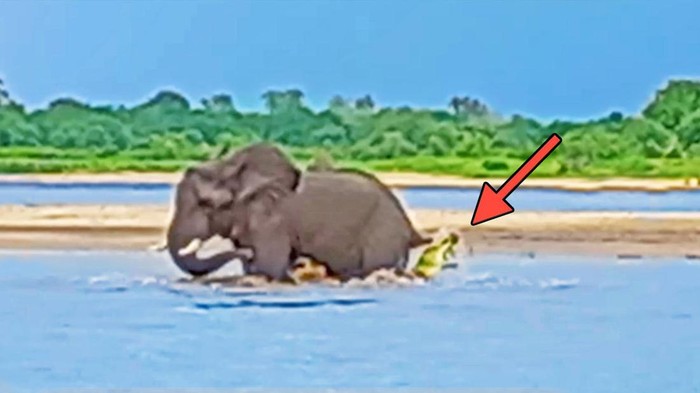 Gajah lawan buaya