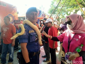 Pengunjung F8 Makassar Antusias Swafoto dengan Ular Sanca Albino-Buaya