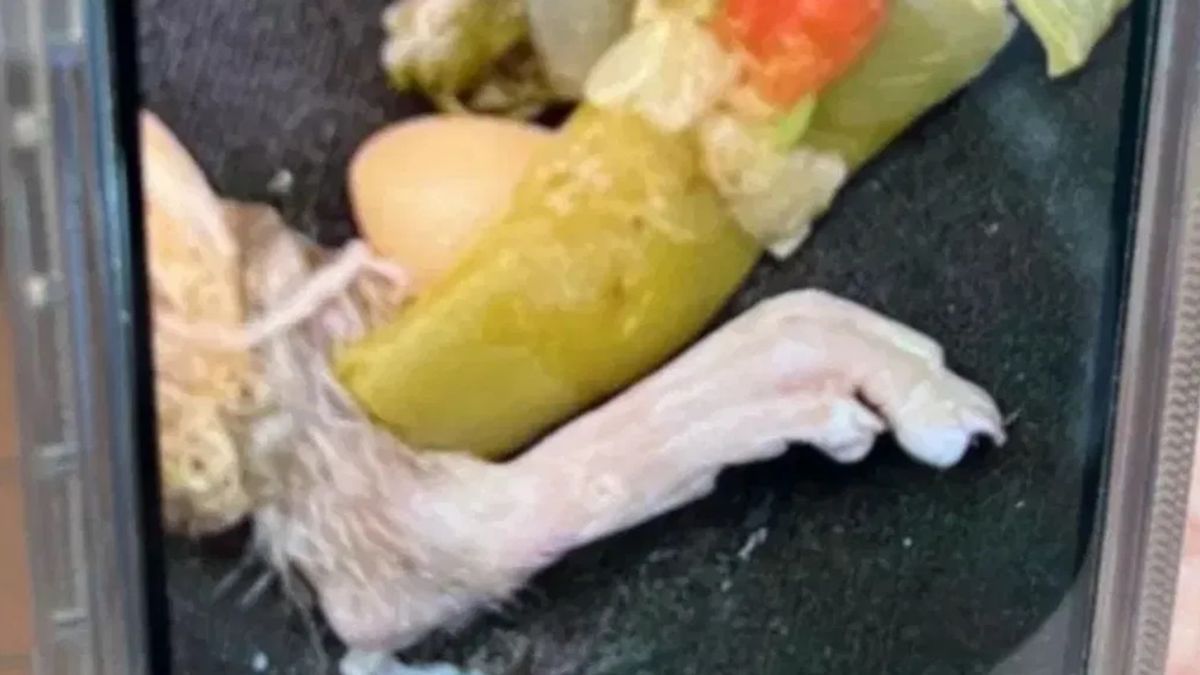 Ngeri! Pria Ini Temukan Kaki Tikus di Menu Sup Restoran Populer