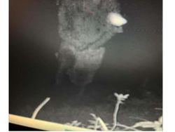 Seram Banget Bikin Merinding! Potret Hantu yang Terekam Kamera