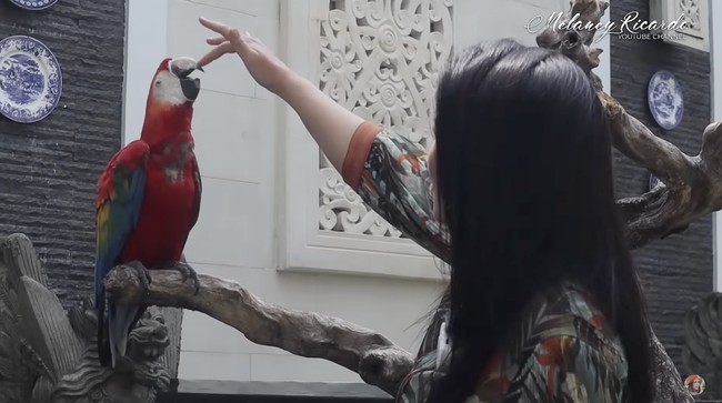 Halaman belakang menjadi salah satu area favorit Bamsoet. Di sini, ia memelihara binatang-binatang kesayangannya. (Foto: YouTube/MelaneyRicardo)