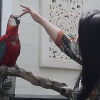 Halaman belakang menjadi salah satu area favorit Bamsoet. Di sini, ia memelihara binatang-binatang kesayangannya. (Foto: YouTube/MelaneyRicardo)