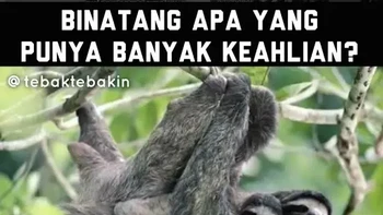 Kukang kayu, kukang ban, kukang apa lagi? Foto: Instagram/tebaktebakin