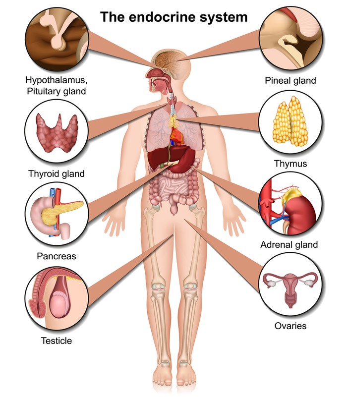 Ilustrasi sistem endokrin.