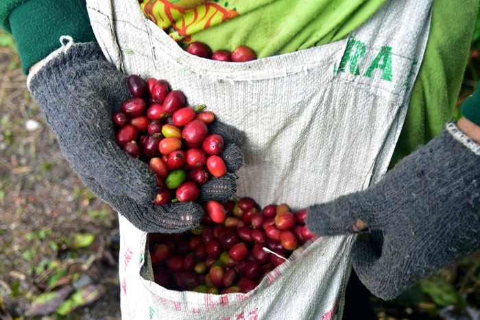 Petani memasukkan buah kopi arabika gayo yang baru panen di Takengon, Kabupaten Aceh Tengah, Provinsi Aceh, Sabtu (26/8/2023). Kopi arabika gayo yang merupakan komoditi andalan Aceh dari dataran tinggi gayo berdasarkan data Direktorat Bea Cukai Aceh telah diekspor hingga ke 15 negara di Asia, Eropa, hingga Amerika Serikat, dan permintaan terus meningkat salah satunya ke Italia yang pada tahun ini melakukan permintaan kopi Aceh sekitar 60 ribu ton. ANTARA FOTO/FB Anggoro/tom.