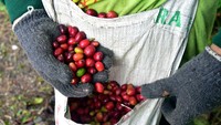 Berdasarkan data Direktorat Bea Cukai Aceh, kopi jenis ini telah diekspor hingga ke 15 negara di Asia, Eropa, hingga Amerika Serikat. Permintaan terus meningkat salah satunya ke Italia yang pada tahun ini melakukan permintaan kopi Aceh sekitar 60 ribu ton.