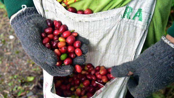 Kopi Gayo Aceh Tembus Pasar Eropa hingga Amerika