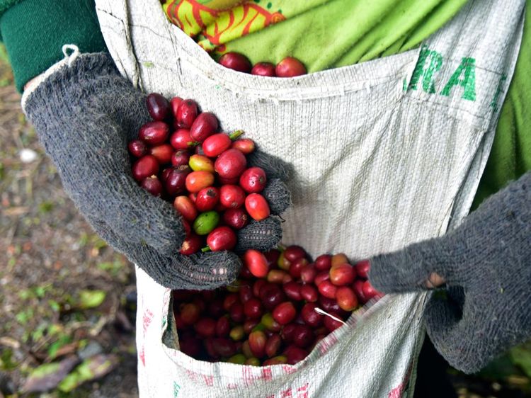 Kopi Gayo Aceh Tembus Pasar Eropa hingga Amerika