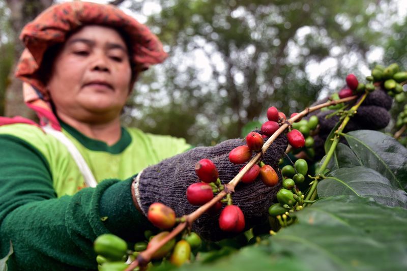 Petani memasukkan buah kopi arabika gayo yang baru panen di Takengon, Kabupaten Aceh Tengah, Provinsi Aceh, Sabtu (26/8/2023). Kopi arabika gayo yang merupakan komoditi andalan Aceh dari dataran tinggi gayo berdasarkan data Direktorat Bea Cukai Aceh telah diekspor hingga ke 15 negara di Asia, Eropa, hingga Amerika Serikat, dan permintaan terus meningkat salah satunya ke Italia yang pada tahun ini melakukan permintaan kopi Aceh sekitar 60 ribu ton. ANTARA FOTO/FB Anggoro/tom.