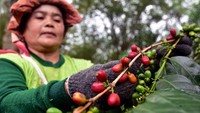 Petani memetik buah kopi arabika gayo di Takengon, Kabupaten Aceh Tengah, Provinsi Aceh, Sabtu (26/8/2023). Kopi arabika gayo merupakan komoditi andalan Aceh dari dataran tinggi gayo.