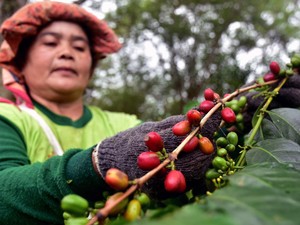 Aceh Ekspor Kopi dan Rempah-rempah ke Belgia USD 4,14 Juta